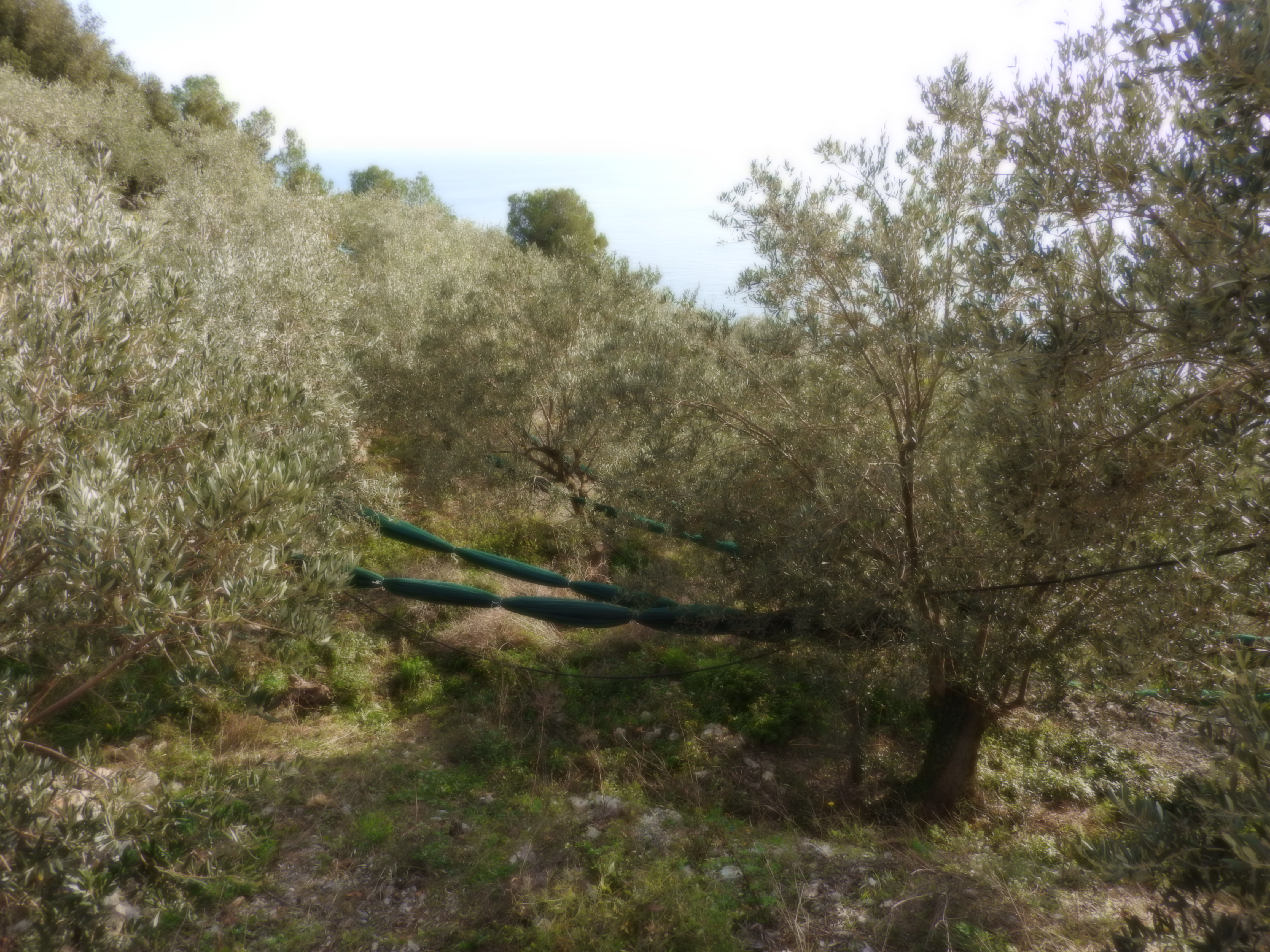Oliven Baume vor der Erhebung