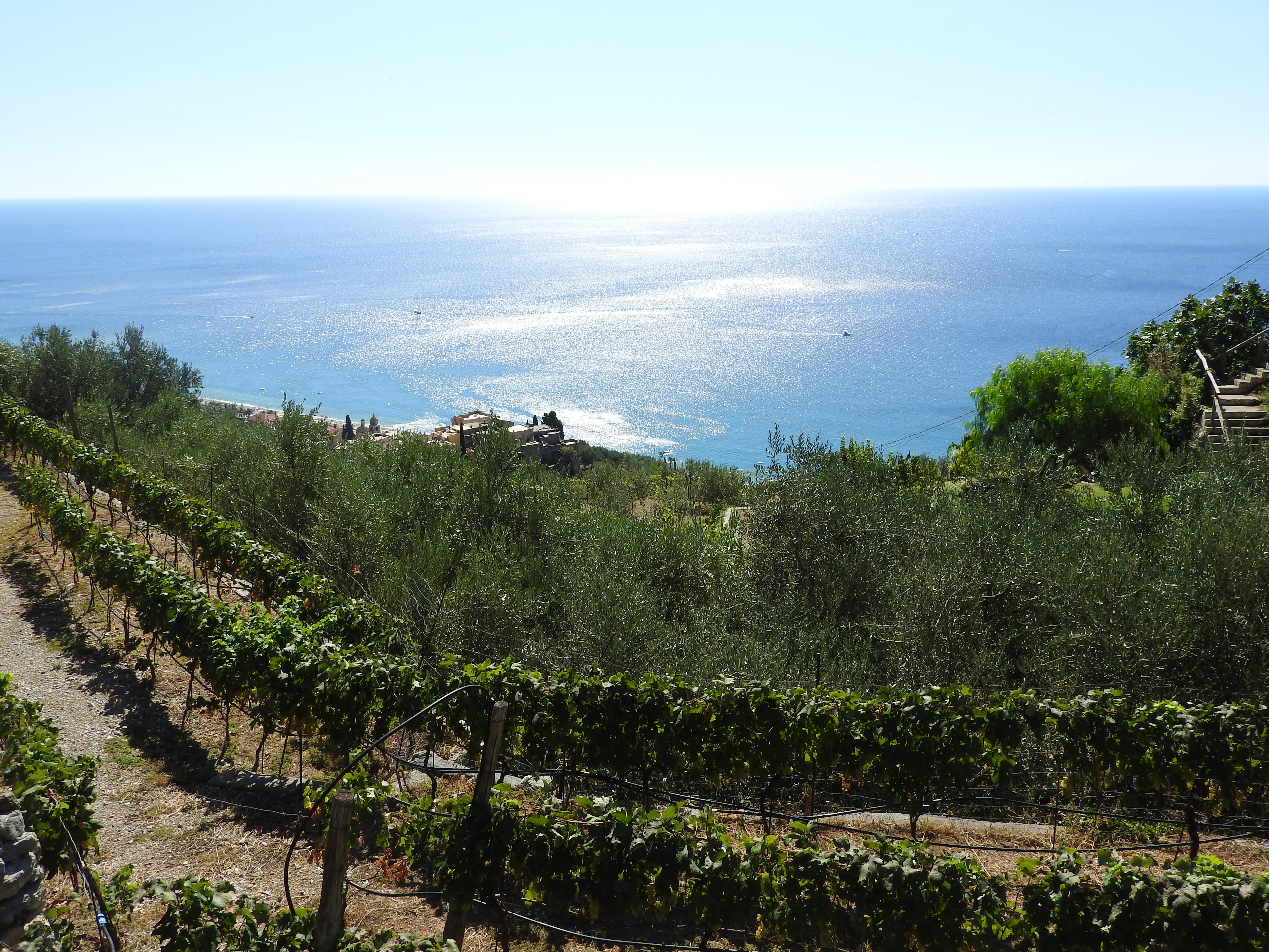 Vineyards over the sea