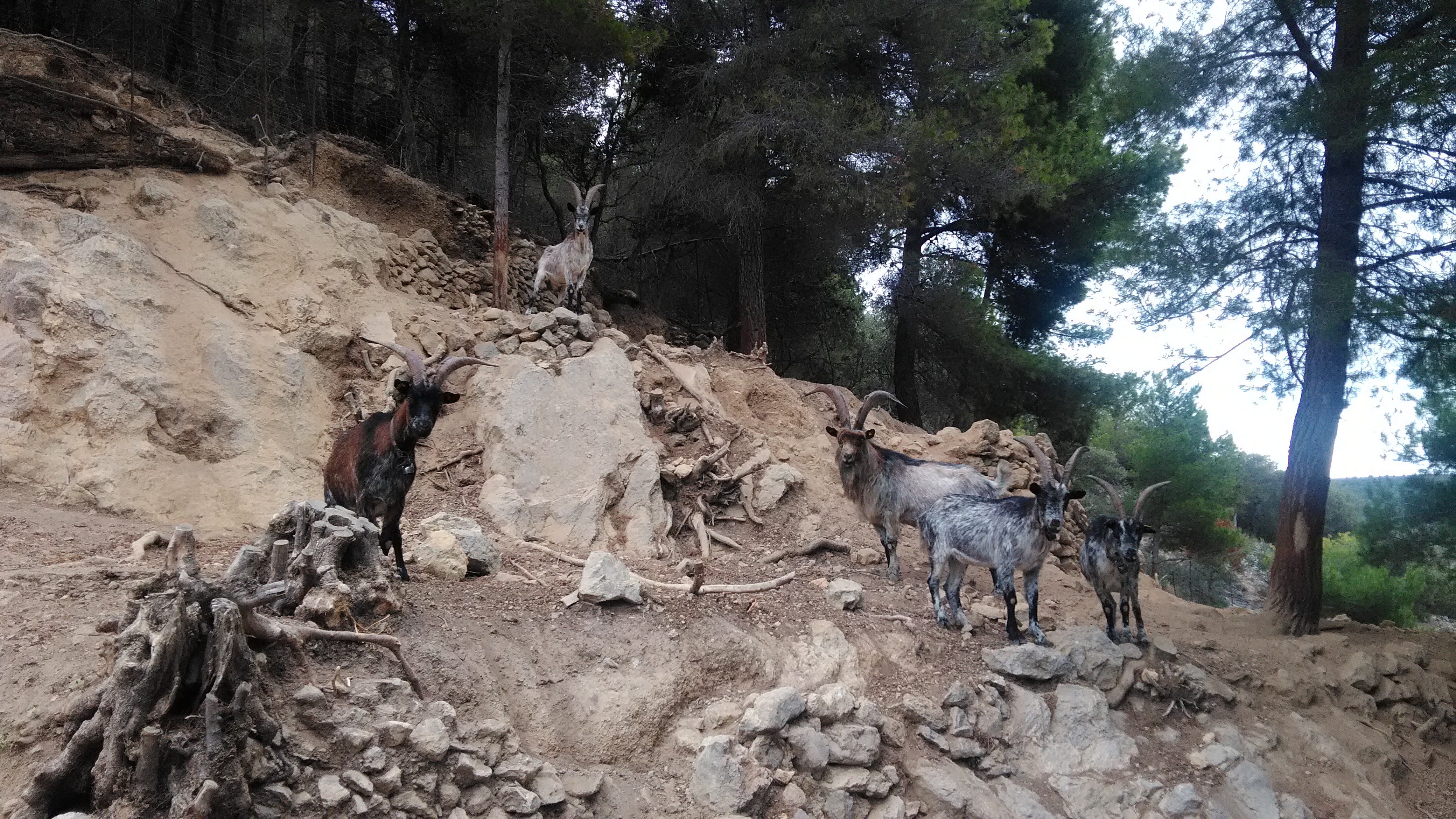 Valle di Lanzo goats